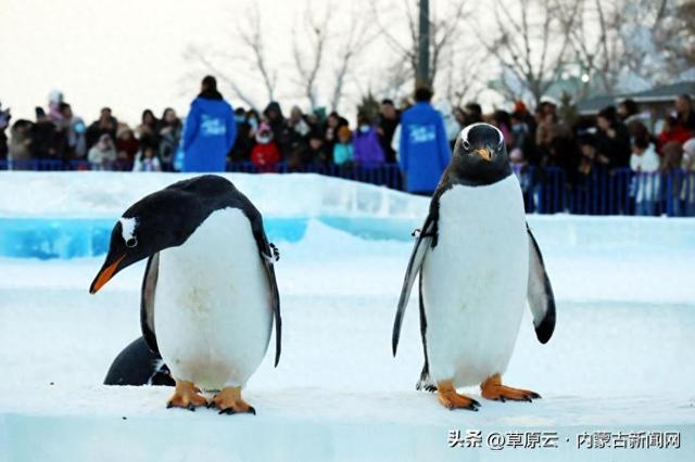 “冰火奇缘”！2026第五届呼和浩特欢乐冰雪节定档12月31日启幕