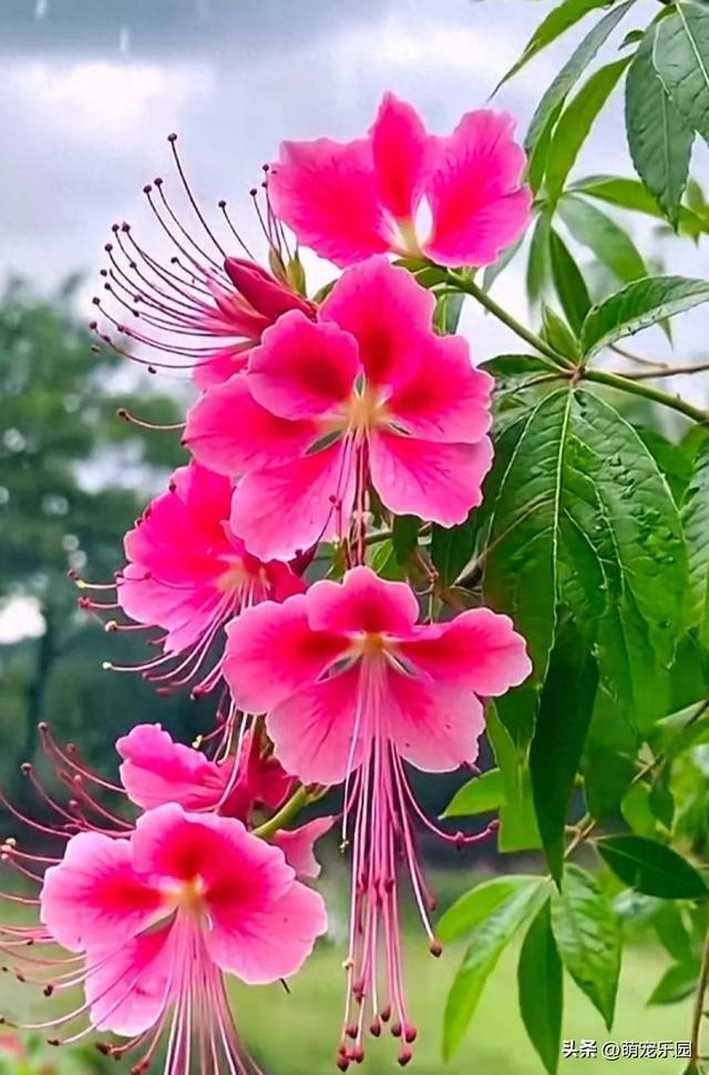 春日暖阳轻抚大地，柔弱生命散发芬芳，金辉洒落织就自然杰作