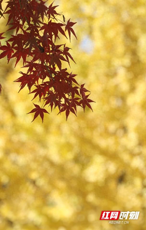 大美红图丨湘枫正红 银杏亮黄