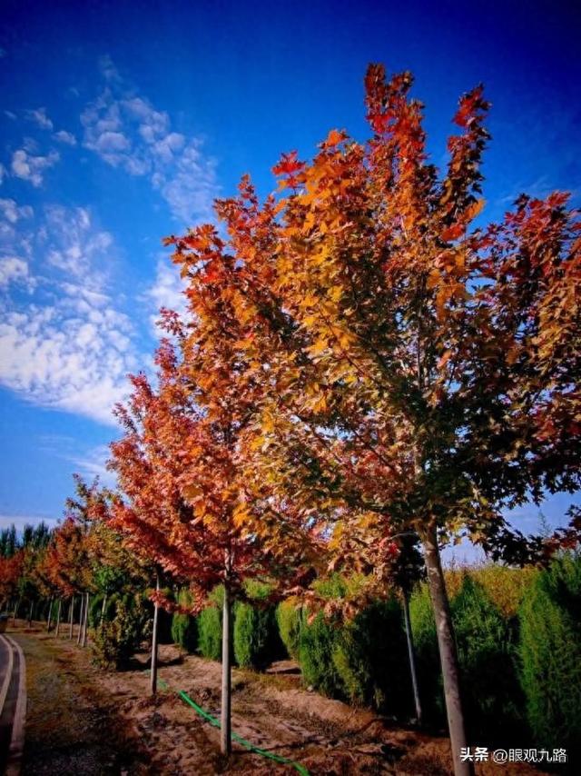 散文：西北游·最忆是甘州