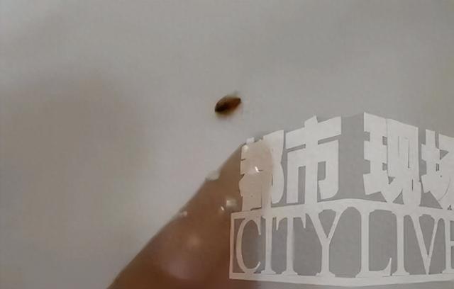 海南三亚天涯小镇一民宿惊现臭虫，一女子被咬后过敏	，全身起满红疙瘩，当地文旅部门介入