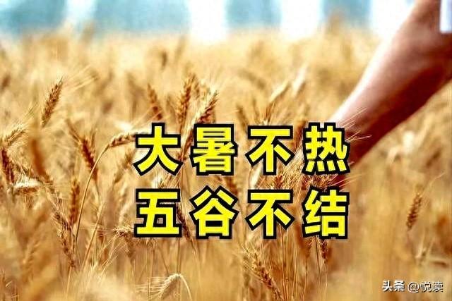 今日几点大暑？“上午大暑把扇丢，下午大暑热死牛”，有什么预兆