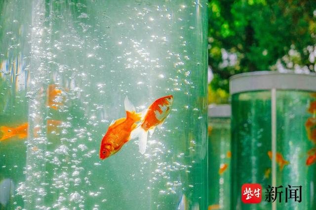 常州天宁胜境开启自在漫步生活季，经典景观“金鱼缸”焕新回归