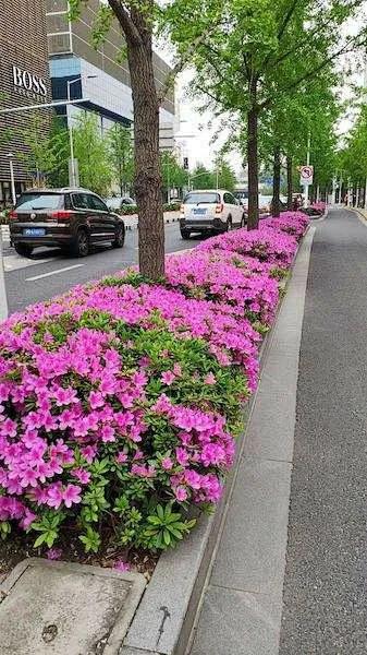 杜鹃花和映山红有什么区别?让我来告诉你