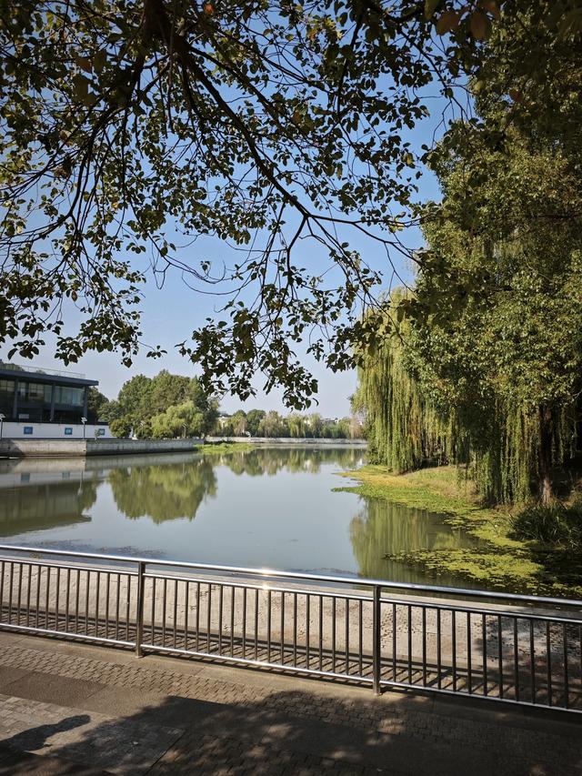 与残荷相遇:繁华落尽后的从容与坚守