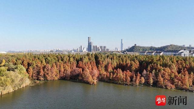 生态打底、美景出圈 ，镇江金山湖水杉林兼具生态与观赏价值