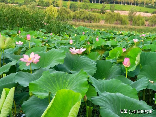 郑州市西流湖公园时下正是赏荷花观芦花的绝佳时候