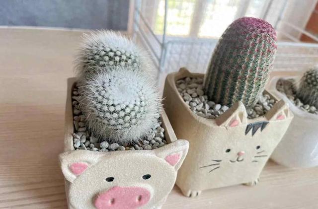 北京一老太太，因“室内仙人球”而走红，那叫一个治愈，真高级