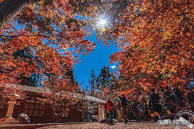 秋天已渐渐带来凉意，让有些树叶渐渐有了「红颜」