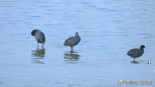 晋城变身“候鸟天堂”，一起来文明观鸟～