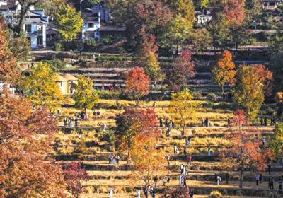 塔川秋色正浓 层林尽染引客来