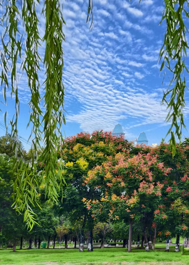 汉江湾体育公园：栾树披上秋装