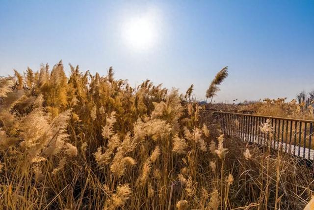 游在鹰潭 | 赏冬景、住民宿、尝农味，解锁鹰潭乡村暖冬攻略【全球学子嘉游赣 奇绝鹰潭逍遥游】