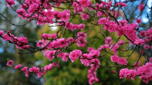 世界遗产地春日限定! 梯田水满繁花盛，每一帧都是壁纸