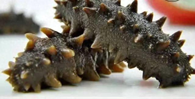 海参怎么看熟没熟 2026年海参怎么看熟没熟透