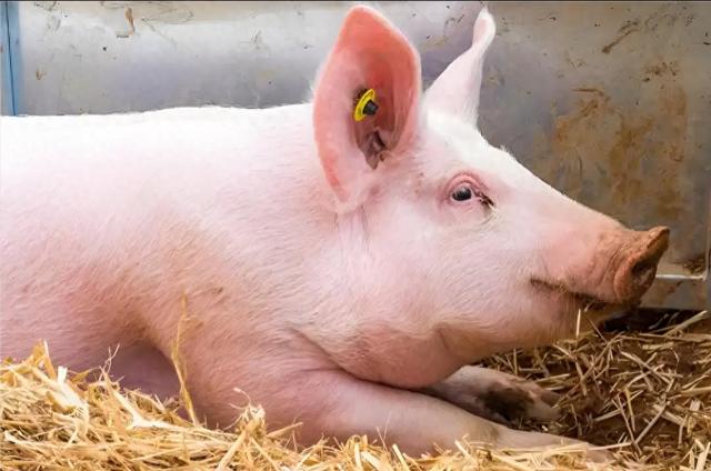 2026年83年属猪人43岁，机遇财运健康全攻略