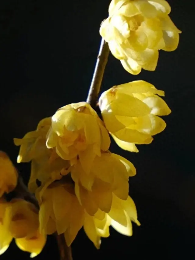 北京又一天然冰场迎客！蜡梅进最佳观赏期！