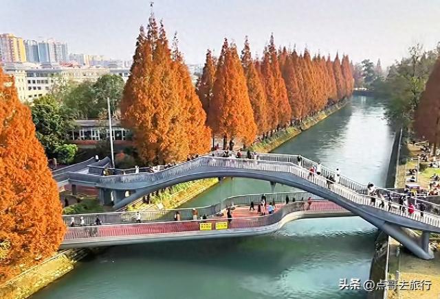 免费！成都府河上的水杉红惊艳来袭，地铁公交车直达！