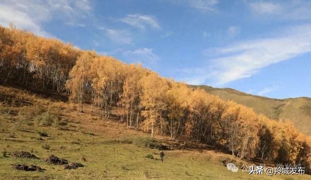 赴卡加曼之约，邂逅白桦林的秋日鎏金