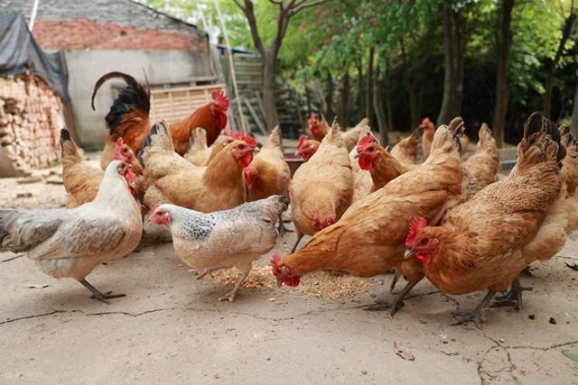 剑桥科学家发现禽流感病毒不易引起发热，因此对人类构成重大威胁