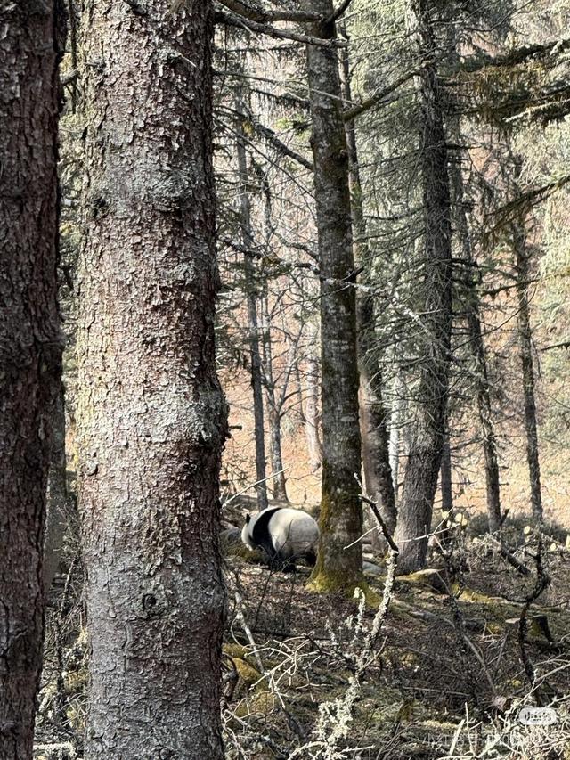 “不超过50米，它还盯我一眼！”成都女游客宝兴两次偶遇野生大熊猫 官方：熊猫或为走婚做准备