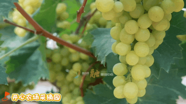 来来来！来鱼台打卡新游玩地点喽