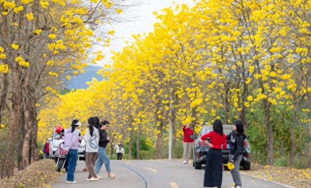 六公里“黄金长廊”绽放春光！博罗杨侨黄花风铃木盛放迎客