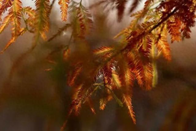 郑州水杉树观赏地大全！附地址+交通→