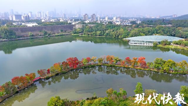 陆游笔下的乌桕红，在南京月牙堤美成了诗