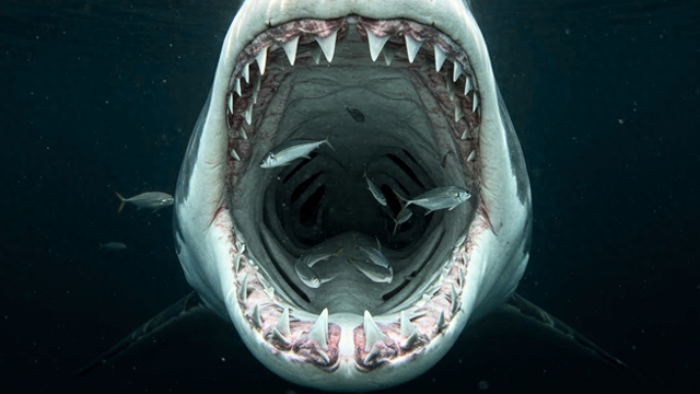 双重鲨格切换自如，幼年针状齿忍气吞声	，成年巨型刃杀戮机器