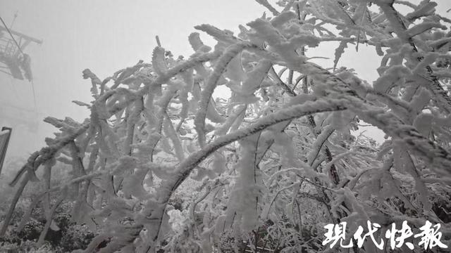 雪落一整夜，无锡宜兴竹海现雾凇美景
