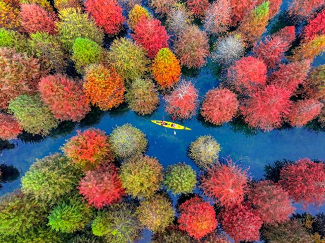 初冬水杉 色彩斑斓