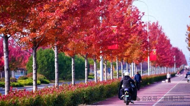 日照这条路！美得燃起来了！