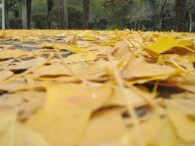 银杏大道迎来最佳观赏季