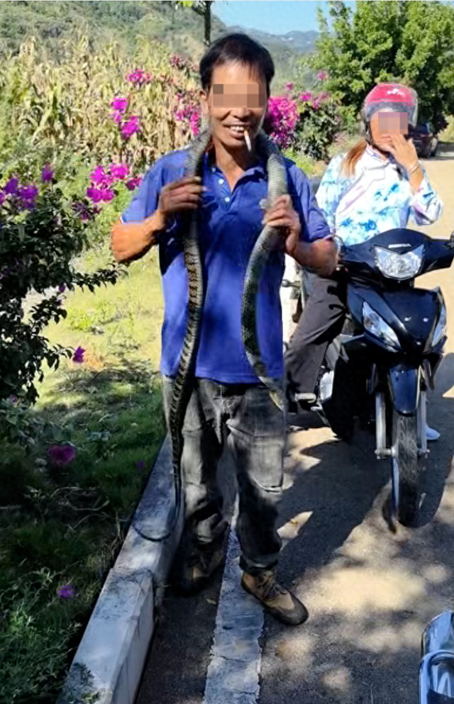 男子误将剧毒眼镜王蛇当乌梢蛇，挂脖子上玩耍、拍视频被咬身亡，村干部：送医院来不及