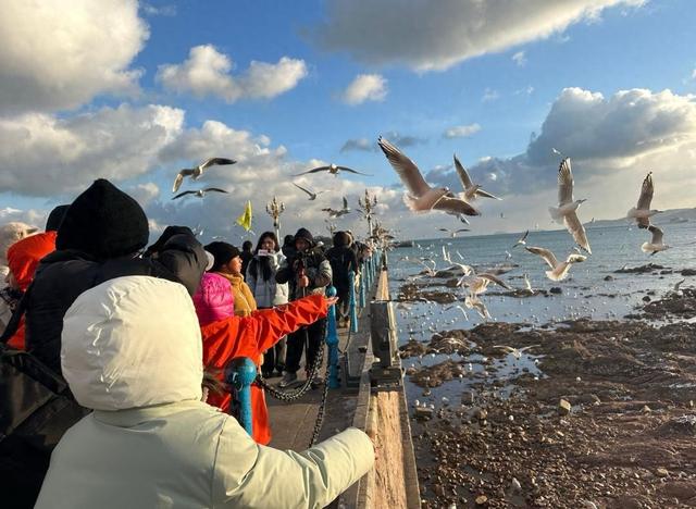 “山海冬韵·鸥遇青岛”十大推荐网红打卡地藏满冬季限定快乐