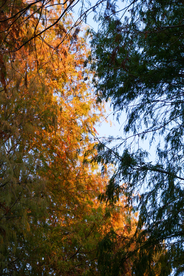 图集 | 顺德落羽杉悄然“换装”，等你来打卡“秋天的味道”