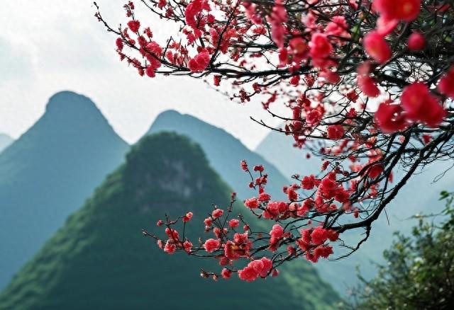 待到山花烂漫时她在丛中笑的意思（读毛主席诗词卜算子·咏梅）