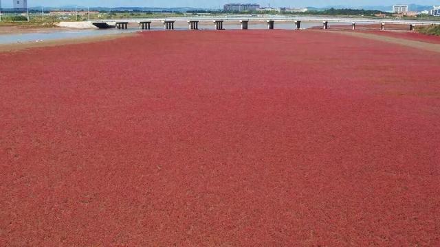 南海新区：秋染湿地披红装
