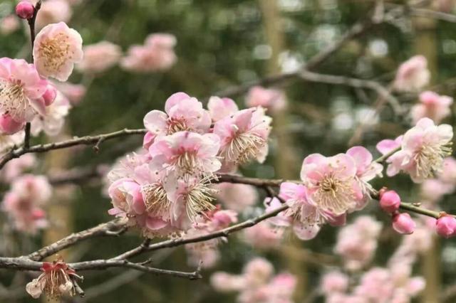 光影遇梅香！成县文旅春日上新啦