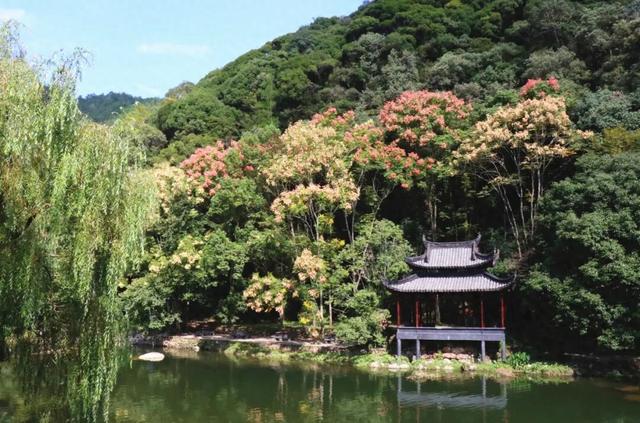 好美！半树黄花半树果，远山近水秋意浓！
