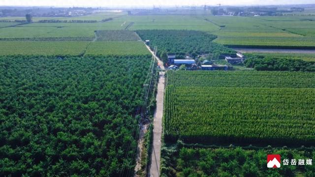 文化中国行丨寒露时节探访山东省泰安市岱岳区马庄镇：沃野凝香蜜桃醉秋
