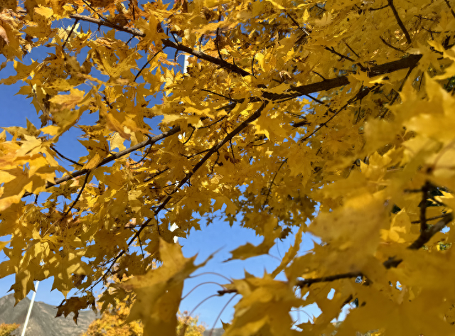 去捕捉秋的痕迹，一键点亮贵清山遮阳山景区的秋天！