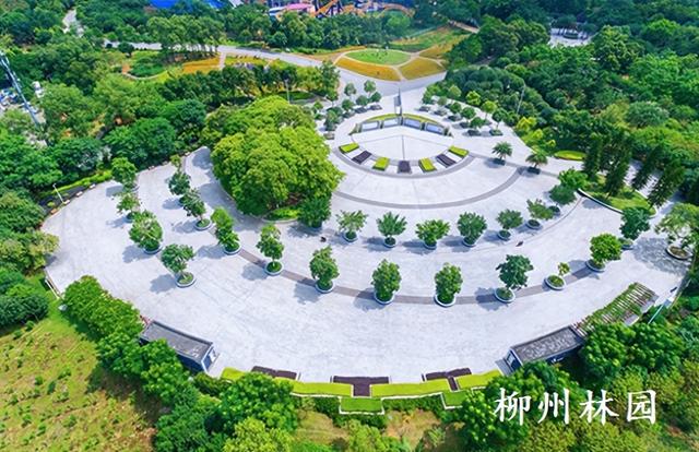 柳州市雀儿山公园红豆林迎来最美观赏季