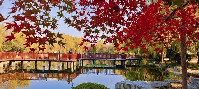 五彩斑斓！龙潭公园的初冬彩林，总有一抹色彩温暖你！