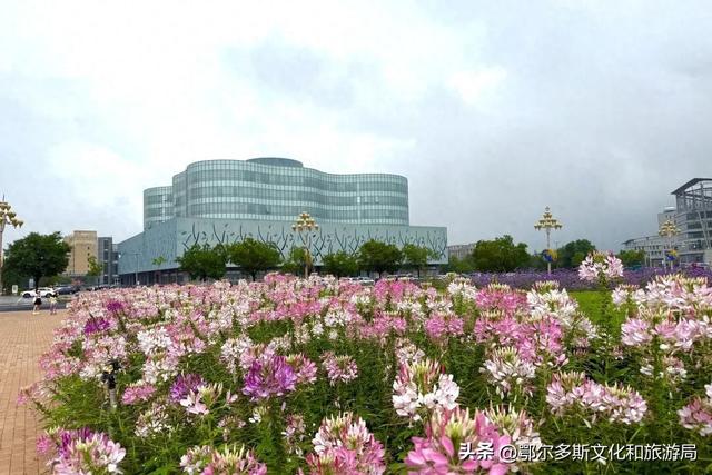 邂逅康巴什｜夏日花潮，邀您共赴浪漫之约！