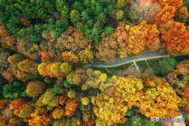 赏山水冬韵 品茶香风味 | 信阳文旅系列活动邀您共赴冬日之约！