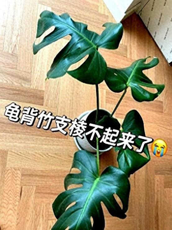 “！阴花不能进阳宅”，家里若有这5种花，请赶紧“搬出去”！