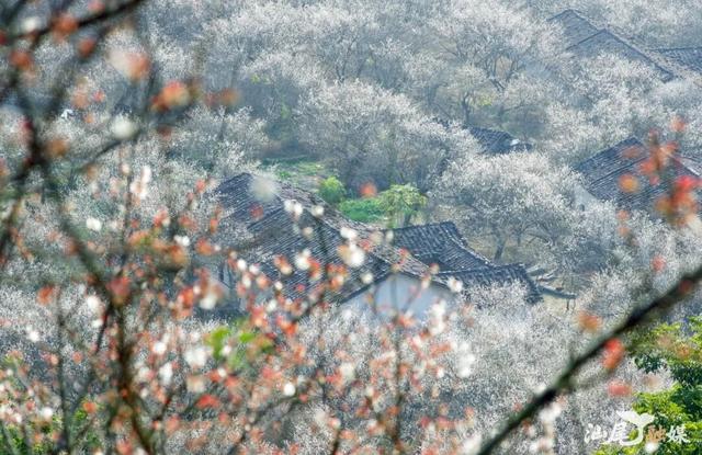 海陆视觉｜汕尾“香雪”醉游人