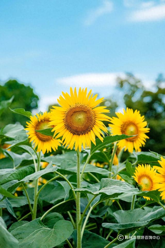 夏日清晨，在桐泾公园邂逅向日葵花海与童话小屋